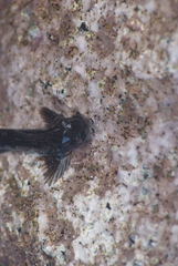 Alticus simplicirrus