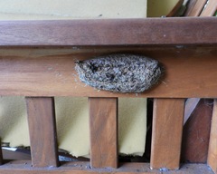 Metapolybia