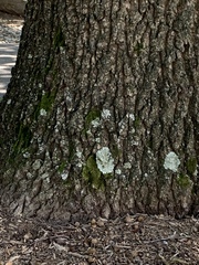 Flavoparmelia caperata