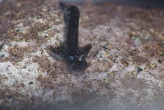 Alticus simplicirrus