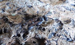 Metapolybia