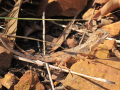 Diporiphora