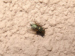 Sarconesia chlorogaster