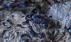 Metapolybia
