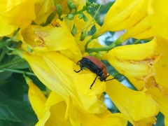 Tetraonyx frontalis