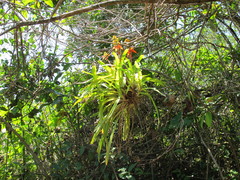 Aechmea mertensii
