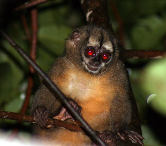 Panamanian Night Monkey photo 5