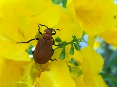Tetraonyx frontalis