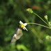 Abananote - Photo (c) Lepidoptera Colombiana 🇨🇴,  זכויות יוצרים חלקיות (CC BY-NC), הועלה על ידי Lepidoptera Colombiana 🇨🇴