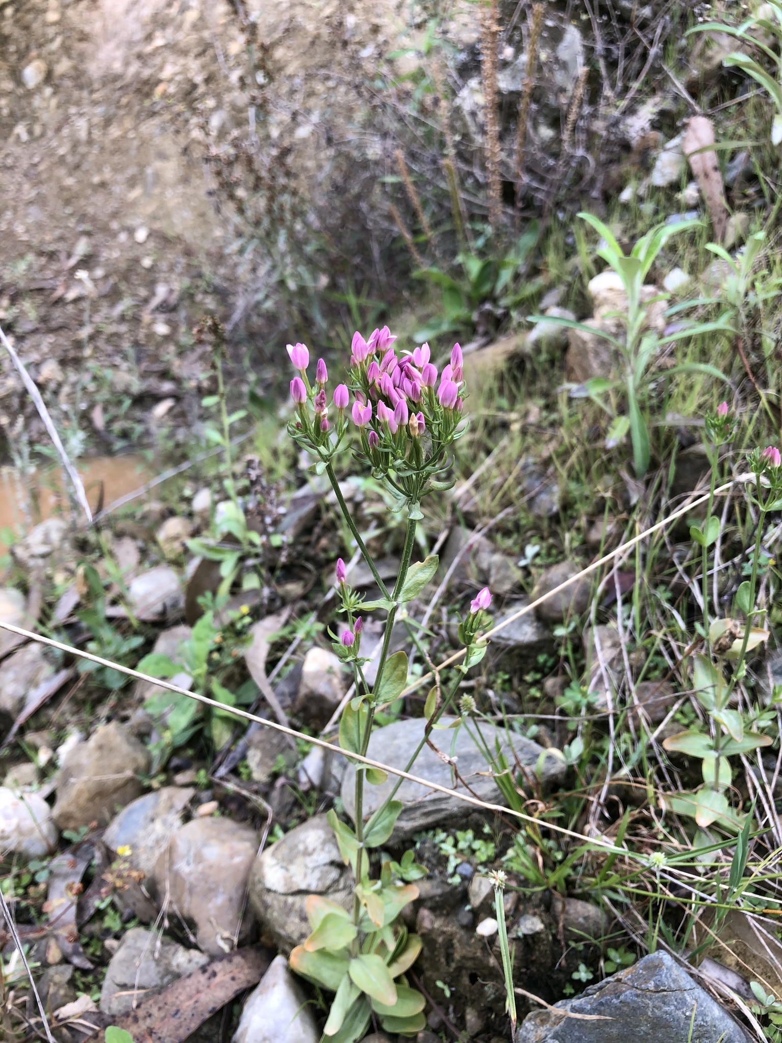 Centaurium erythraea image