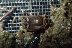 Acilius abbreviatus