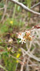 Leucopogon concurvus