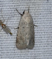 Leucocnemis perfundis