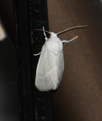 Leucocnemis nivalis