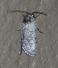 Sympistis sectilis