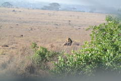 Panthera leo melanochaita