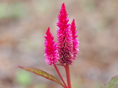 Celosia spicata