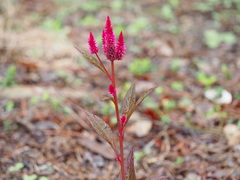 Celosia spicata