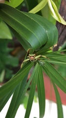 Misumenoides