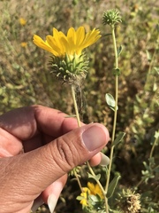 Grindelia camporum