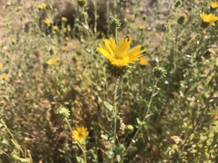 Grindelia camporum