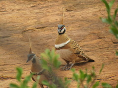 Geophaps plumifera