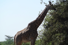 Giraffa camelopardalis tippelskirchi