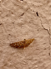 Pseudopyrausta marginalis