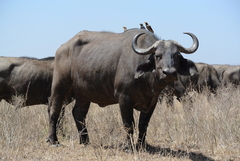 Syncerus caffer caffer