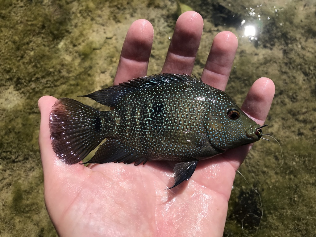 Texas Cichlid from Bull Creek, Austin, TX, US on September 25, 2020 at ...