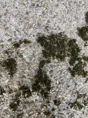 Bryophyta