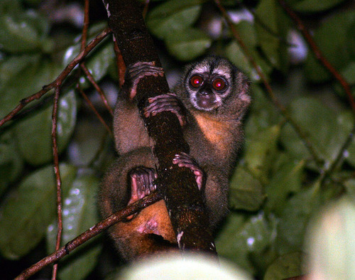 Panamanian Night Monkey