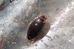 Coptotomus