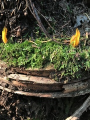 Clavulinopsis amoena