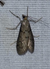 Blepharomastix haedulalis