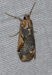 Loxostege albiceralis