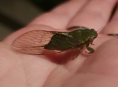 Chlorocysta vitripennis