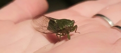 Chlorocysta vitripennis