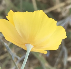 Eschscholzia californica