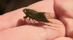 Chlorocysta vitripennis