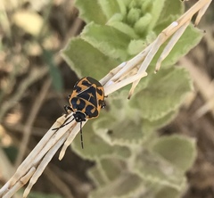 Murgantia histrionica