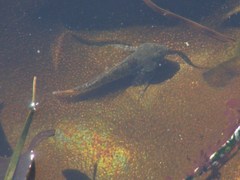 Oligocottus maculosus