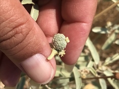 Croton californicus
