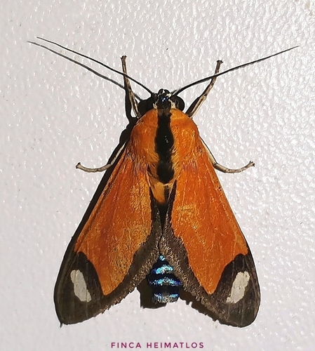 Ormetica contraria