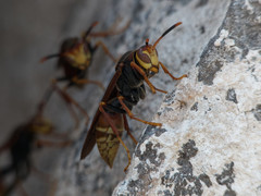 Polistes buyssoni