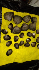 Larkinia grandis