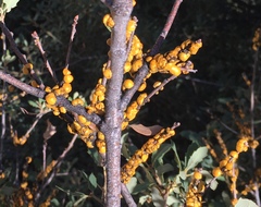 Cerococcus quercus