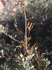 Cerococcus quercus