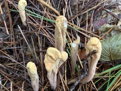 Clavariadelphus ligula