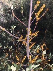 Cerococcus quercus